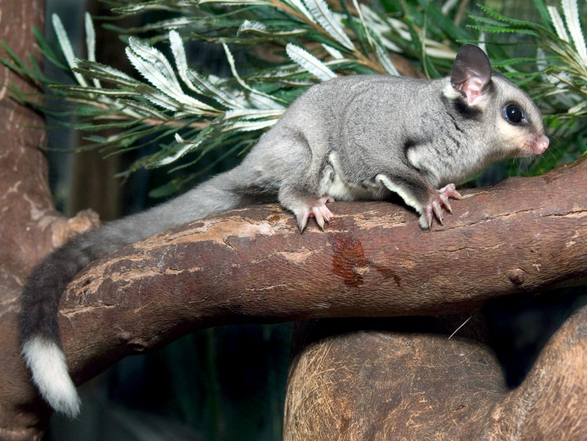 Marsupial glider research