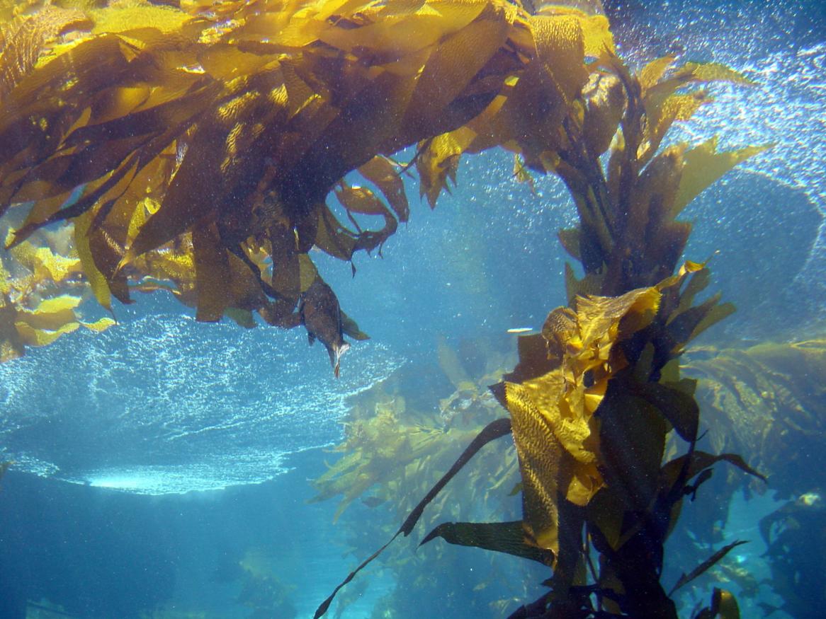 Marine plant responses to carbon emissions