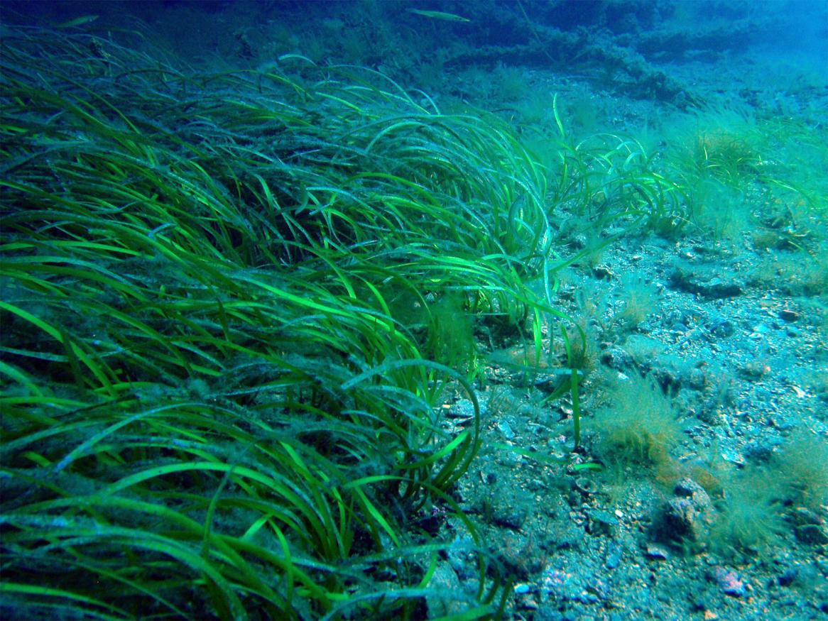 Seagrass restoration project