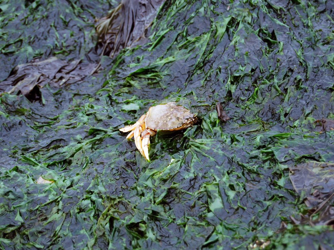 Seagrass research
