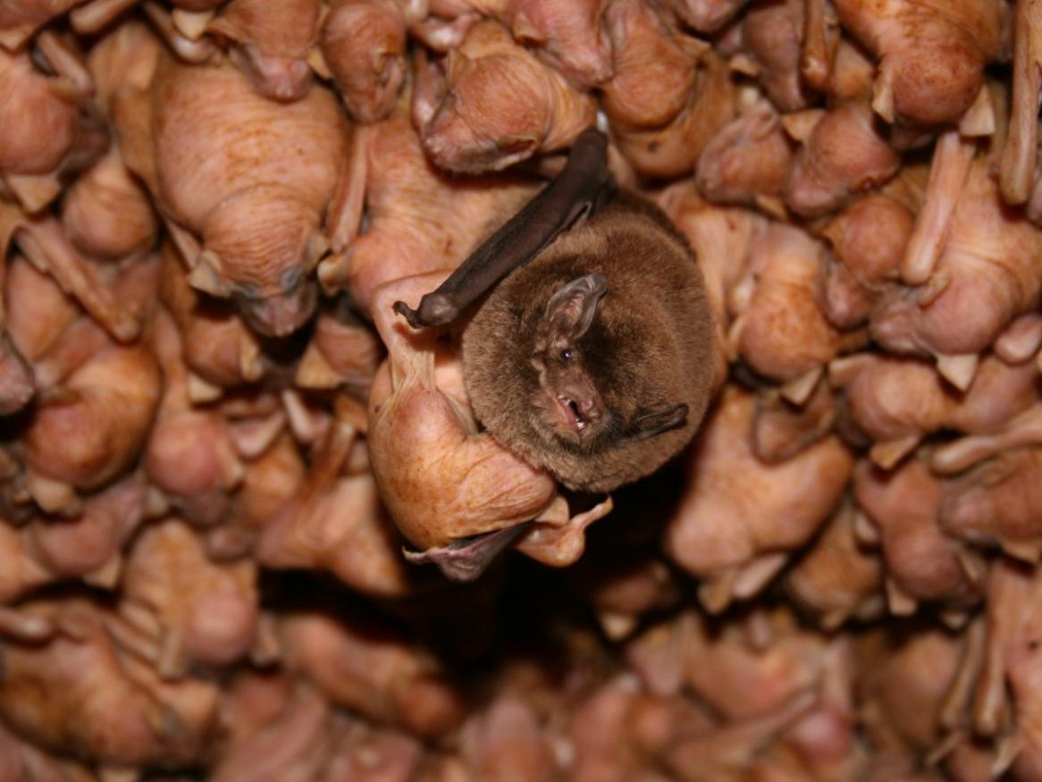 bent-winged bats
