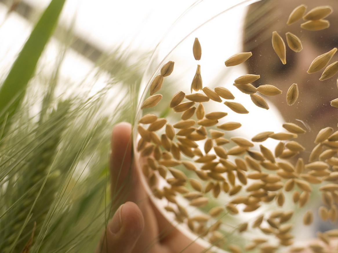 grains in petri dish