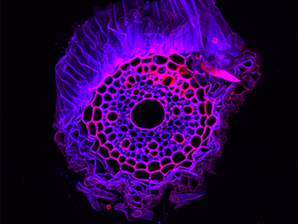 nematode barley root