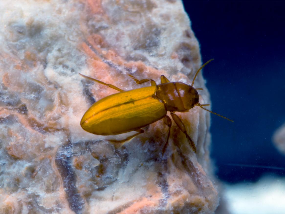 Breathing beetles - P. macrosturtensis on the rock