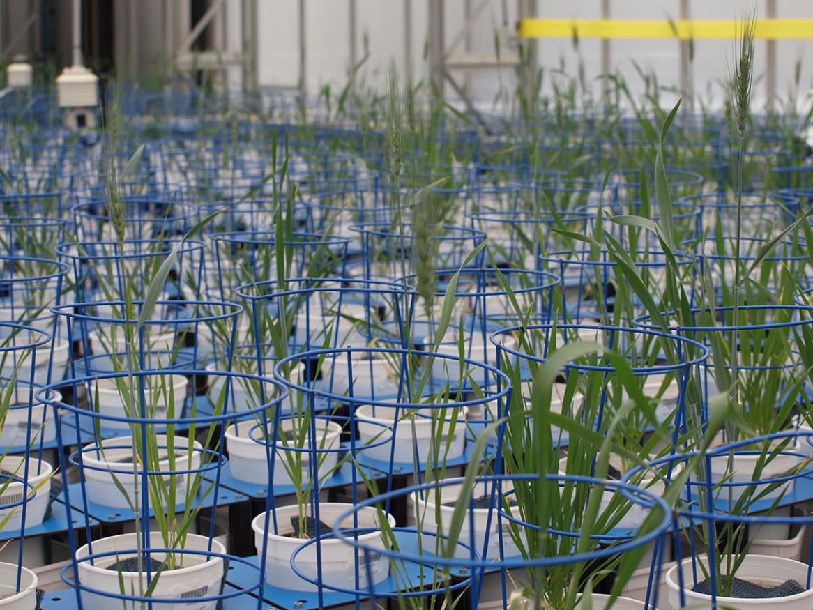Plant accelerator