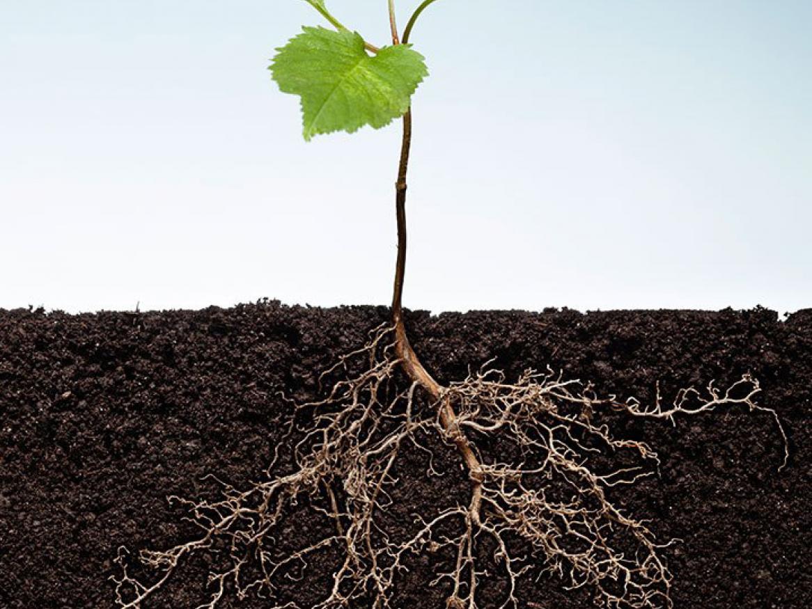 plant roots