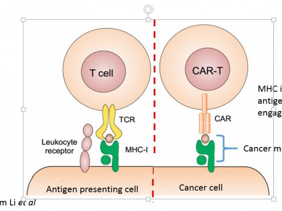 Optimisation of chimeric antigen receptor - Simon Barry