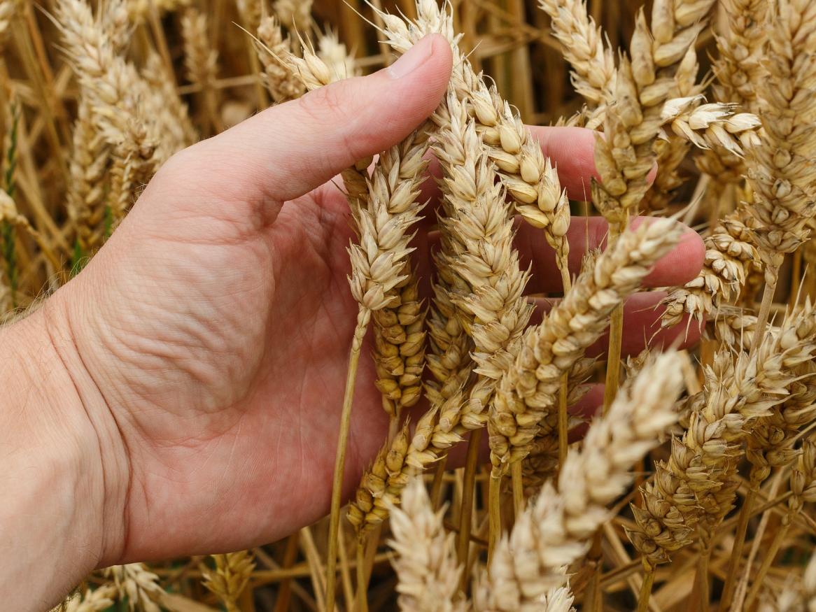 Wheat
