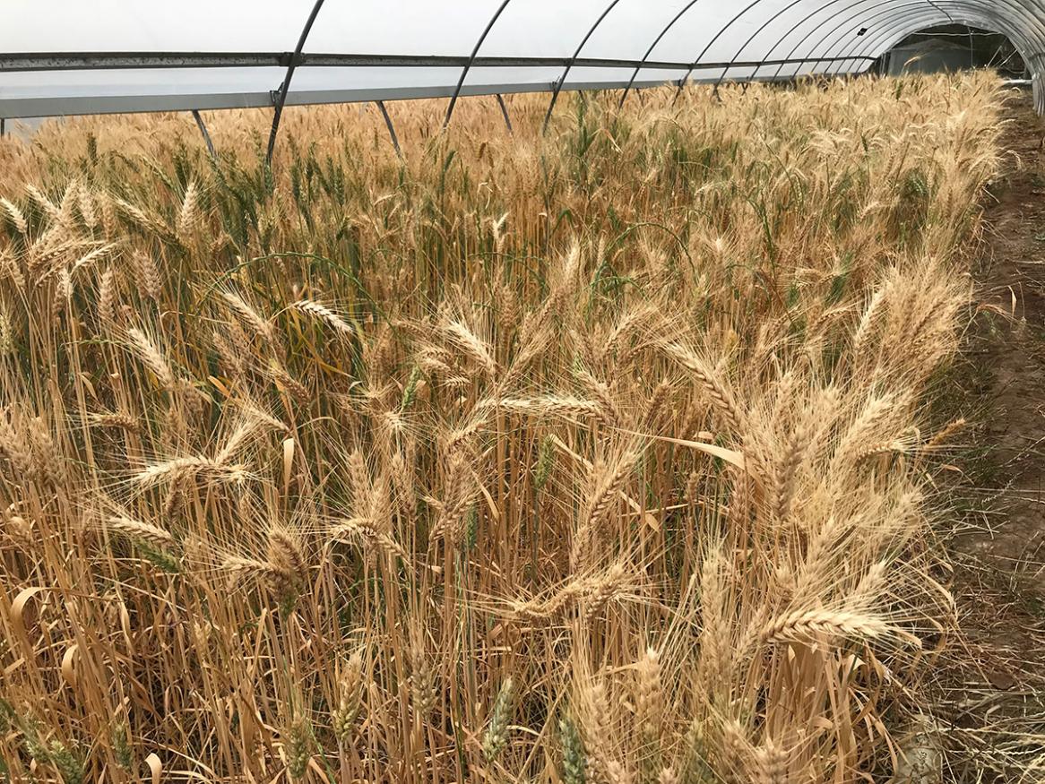 Wheat