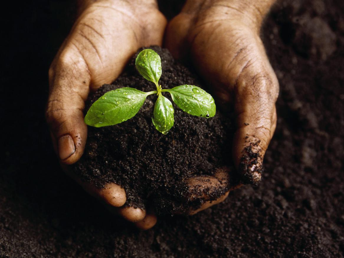 soil-hands
