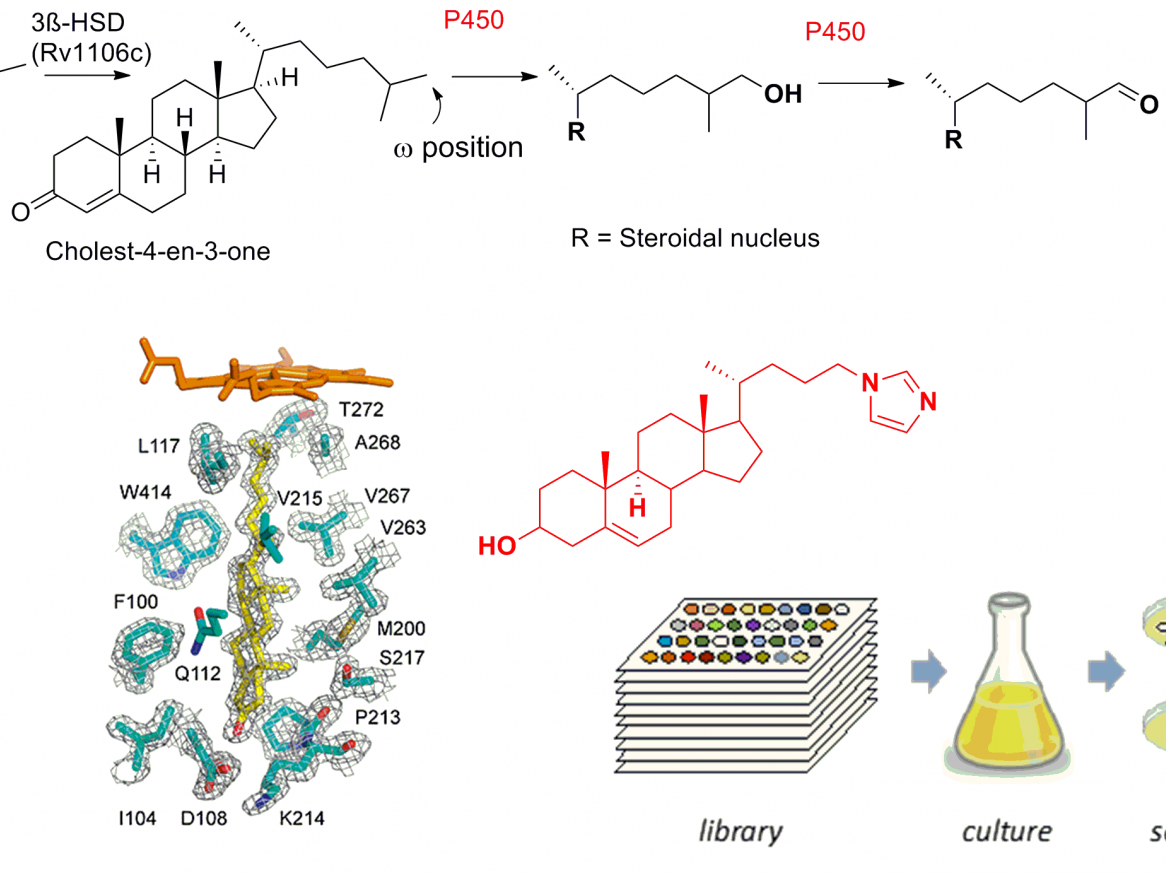 Deciphering & exploiting bacterial cholesterol metabolism to combat disease