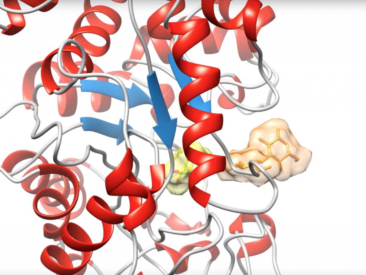 biochemical mechanism fundamental to plant life