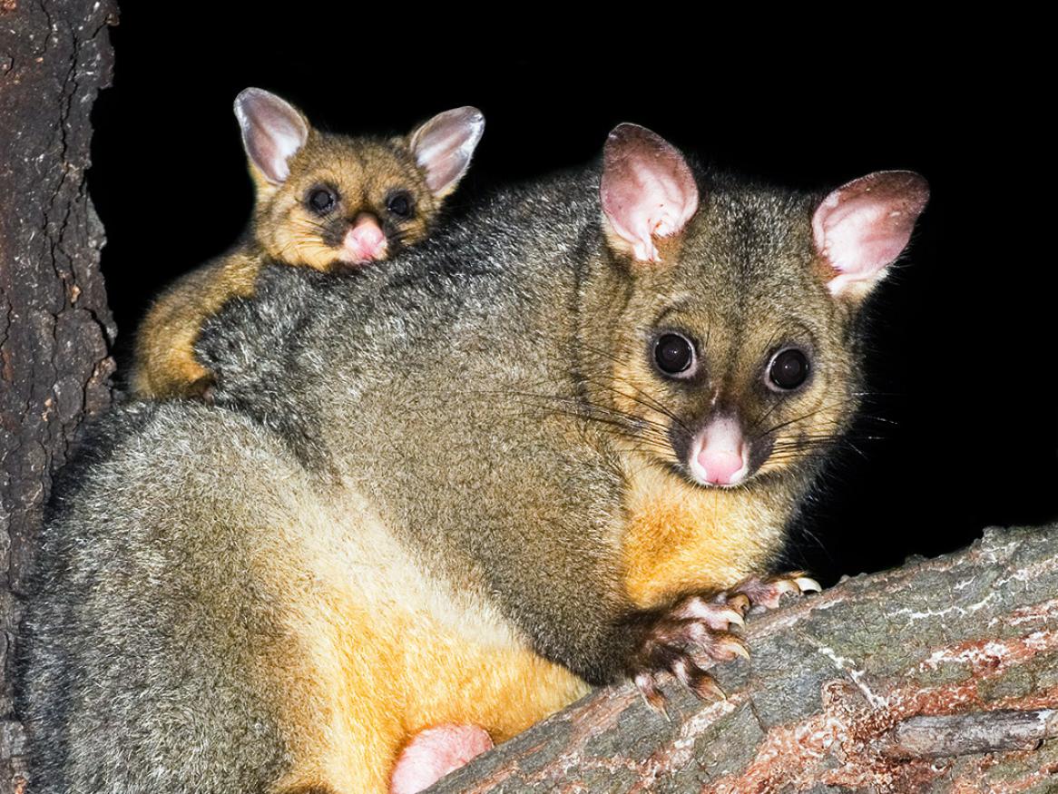 Brushtail possum JJ Harrison [CC BY-SA 2.5]