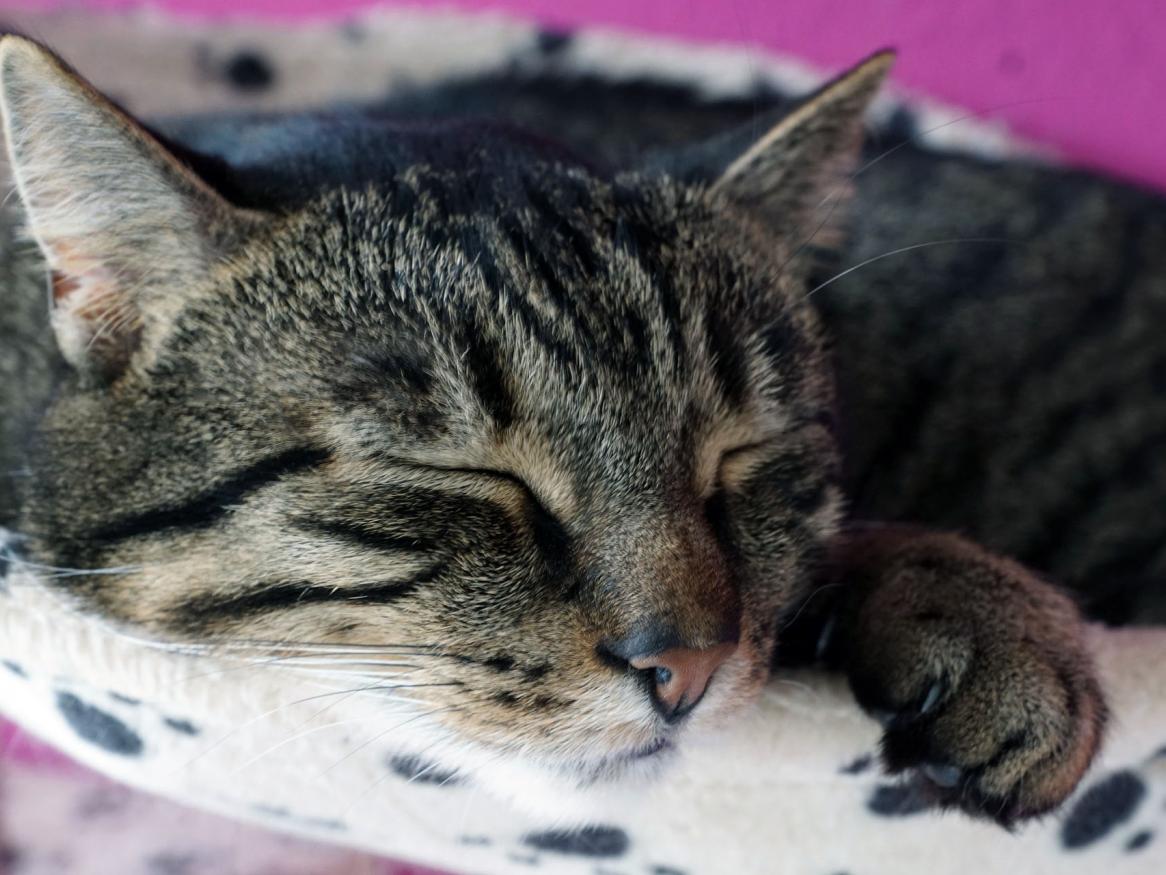 Cat sleeping