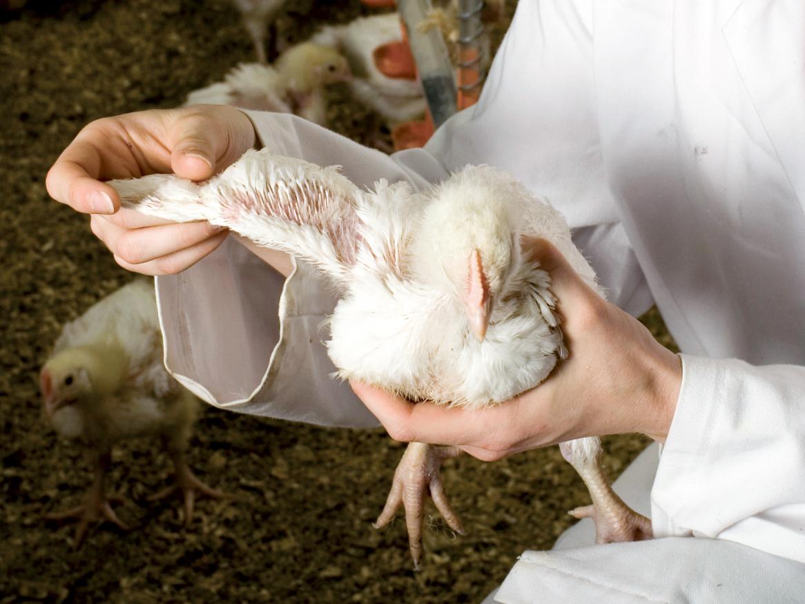 Chicken Roseworthy