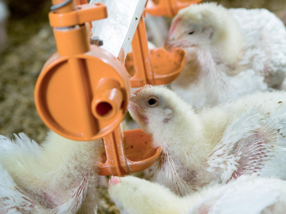 Chickens, Roseworthy