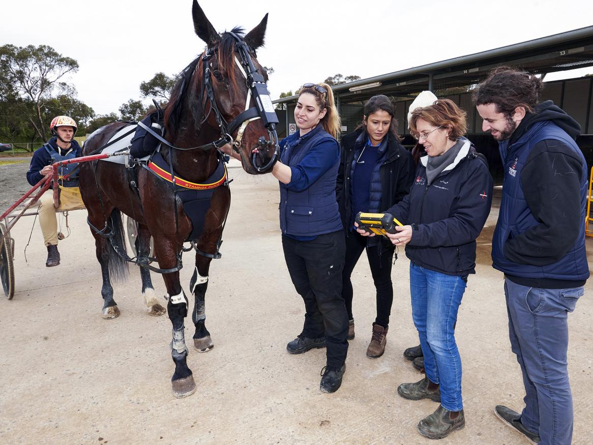 Equine athlete
