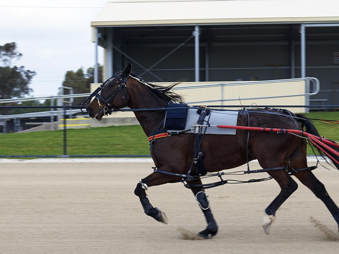 Equine athlete