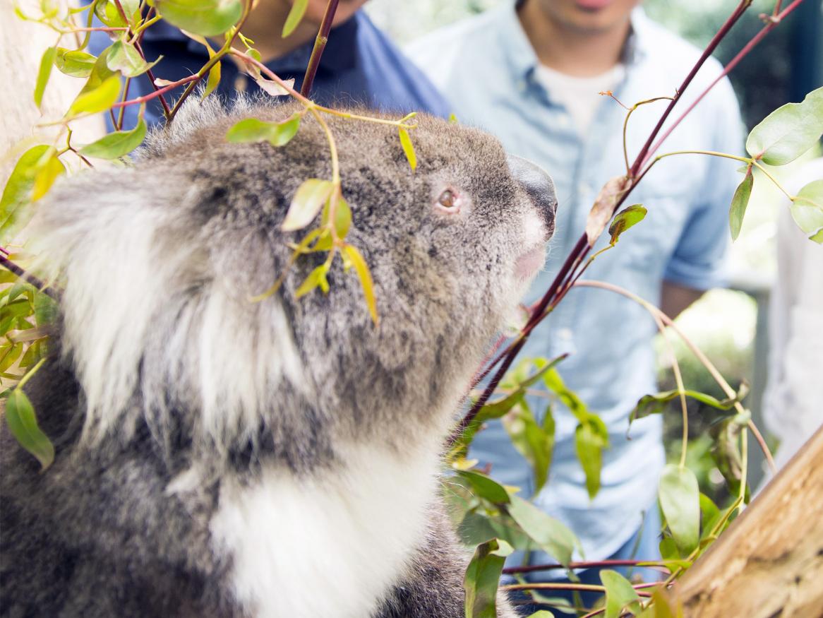 Koala, Cleland