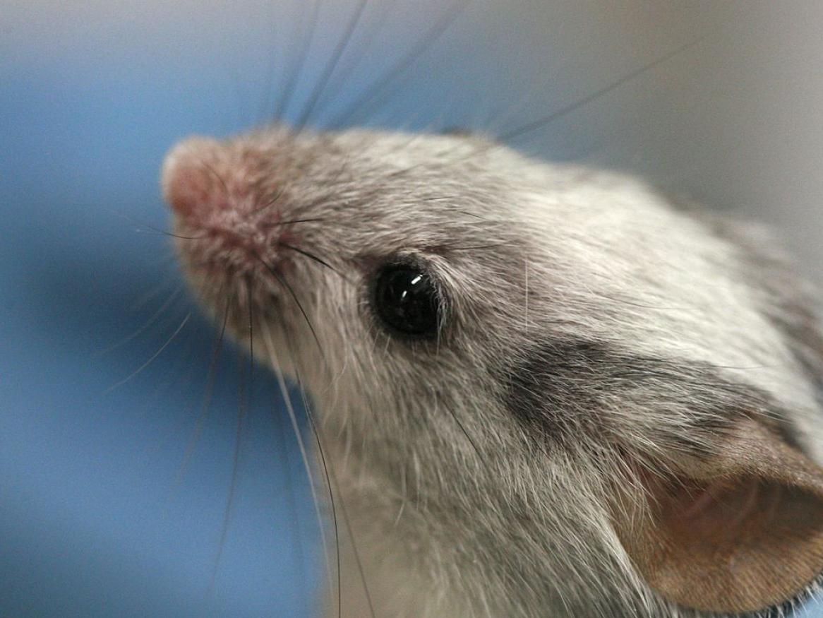 Lab mouse