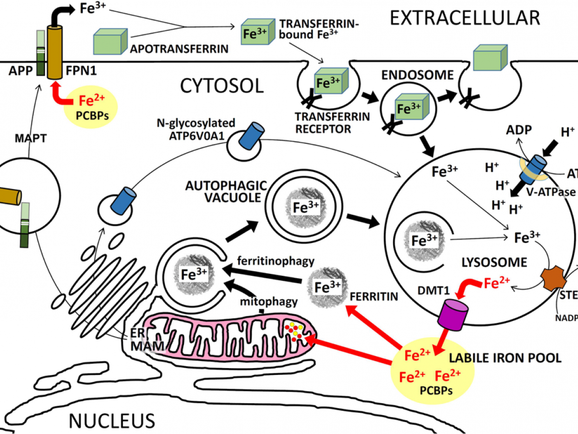 Investigate the molecular biology of the function of Alzheimer's disease genes.