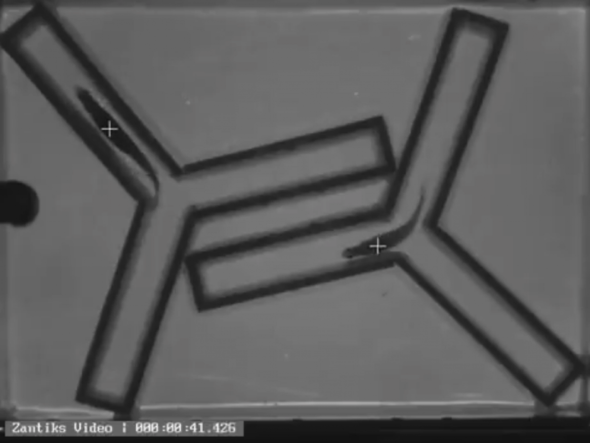 We’re undertaking behavioural analysis of zebrafish models in order to help find treatments for Alzheimer's Disease.