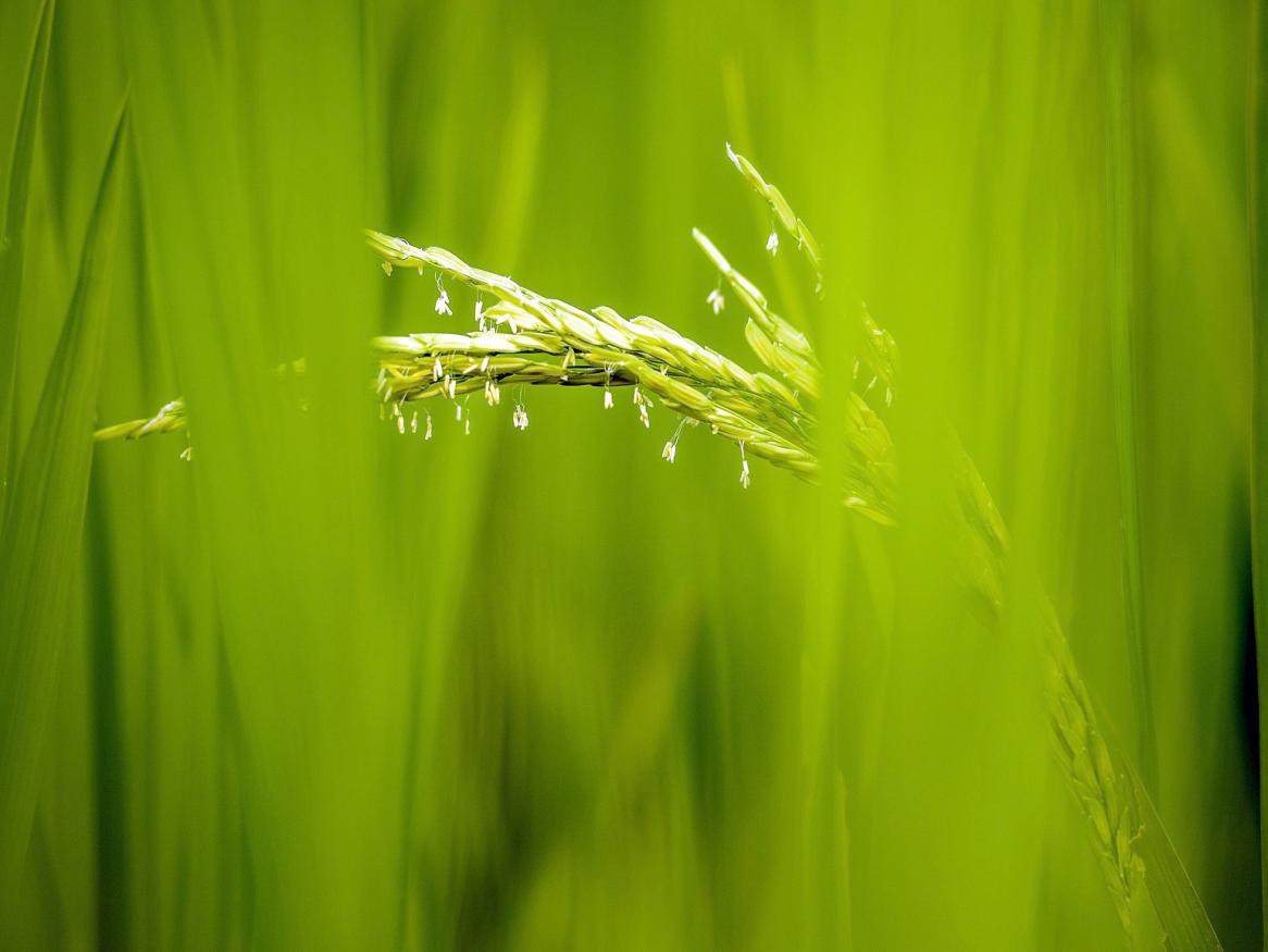 Rice flowers