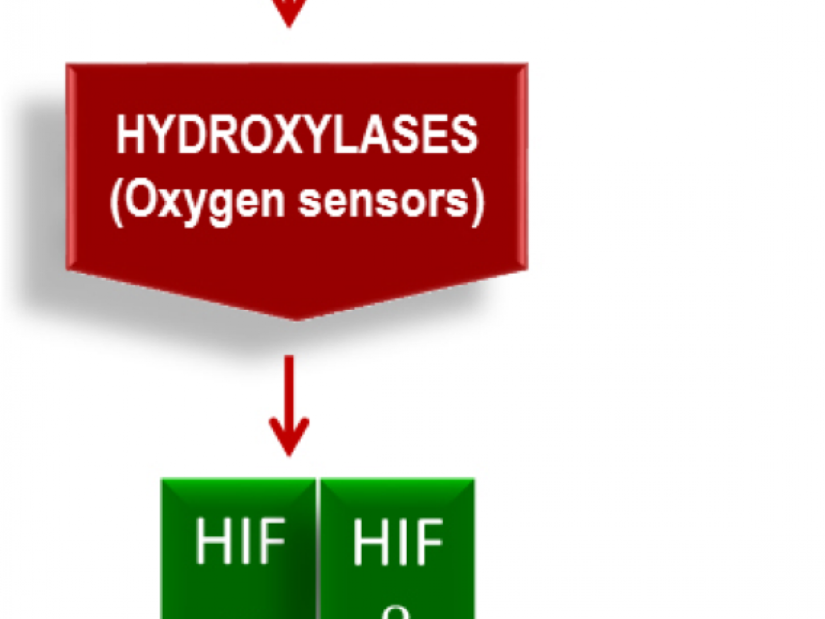 Decipher the specific roles of HIF1 and HIF2 in multiple myeloma.