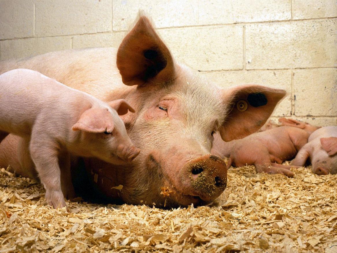 Pig sow piglets