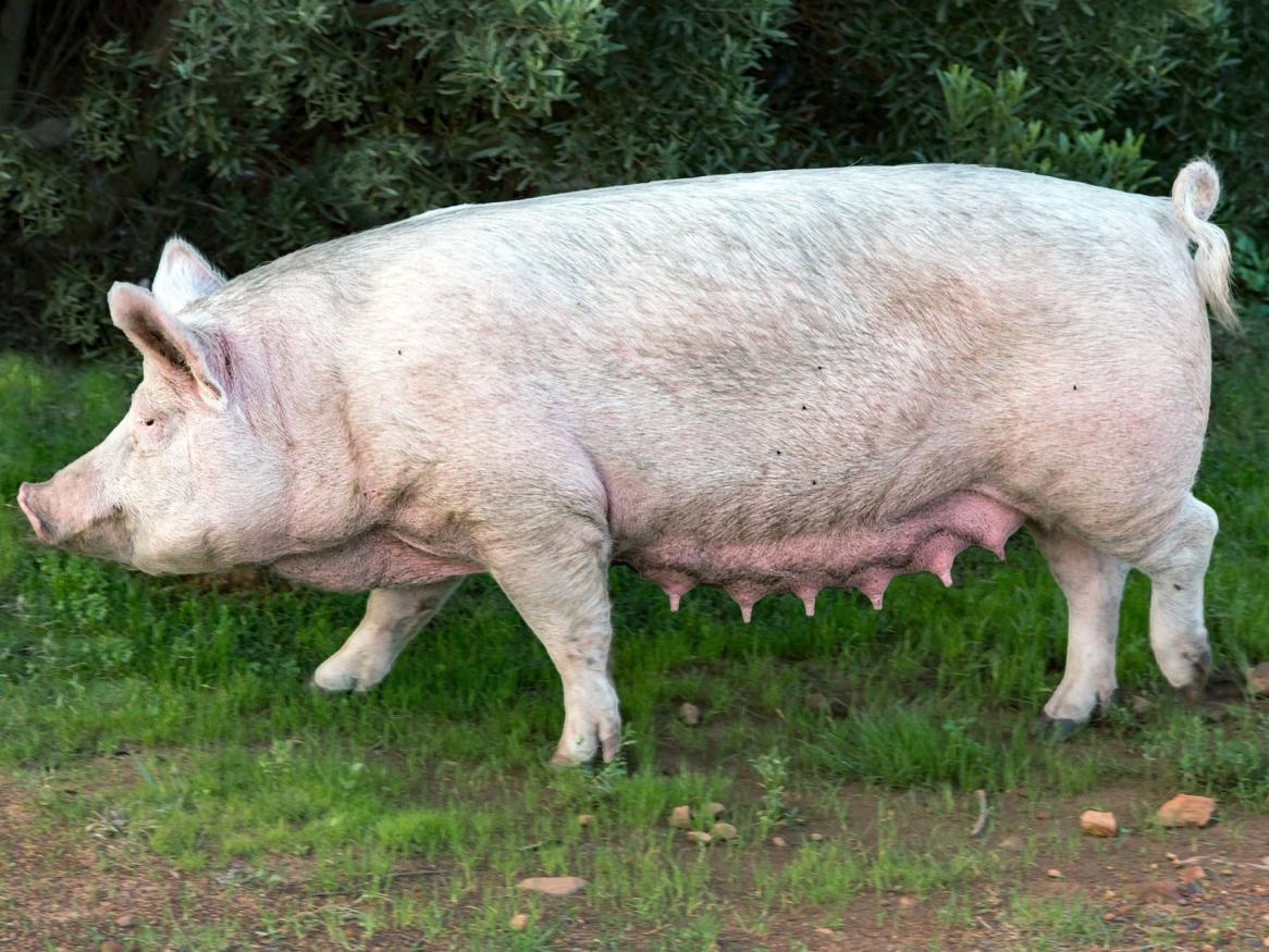 Pig sow