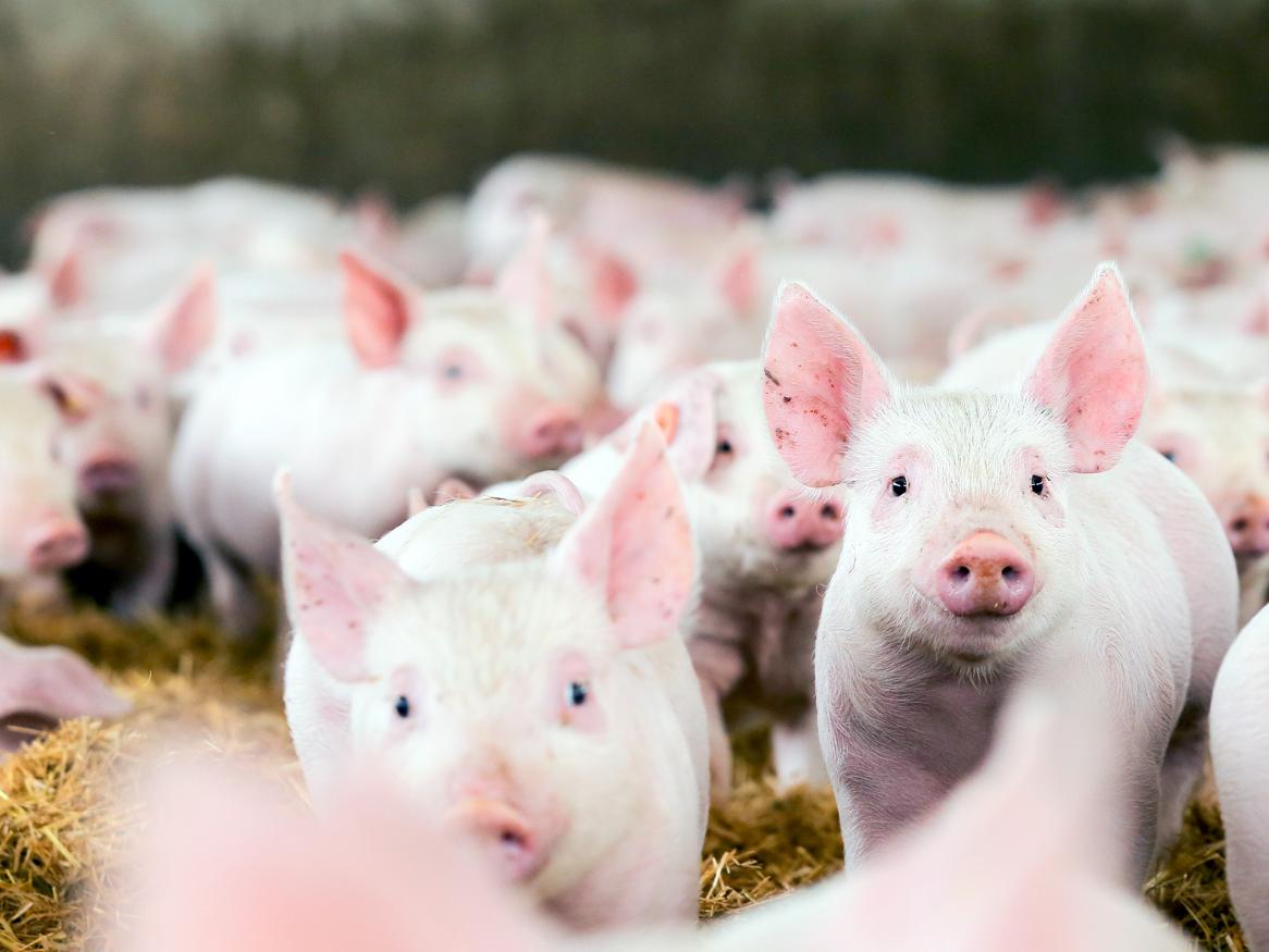 Piglets Roseworthy campus