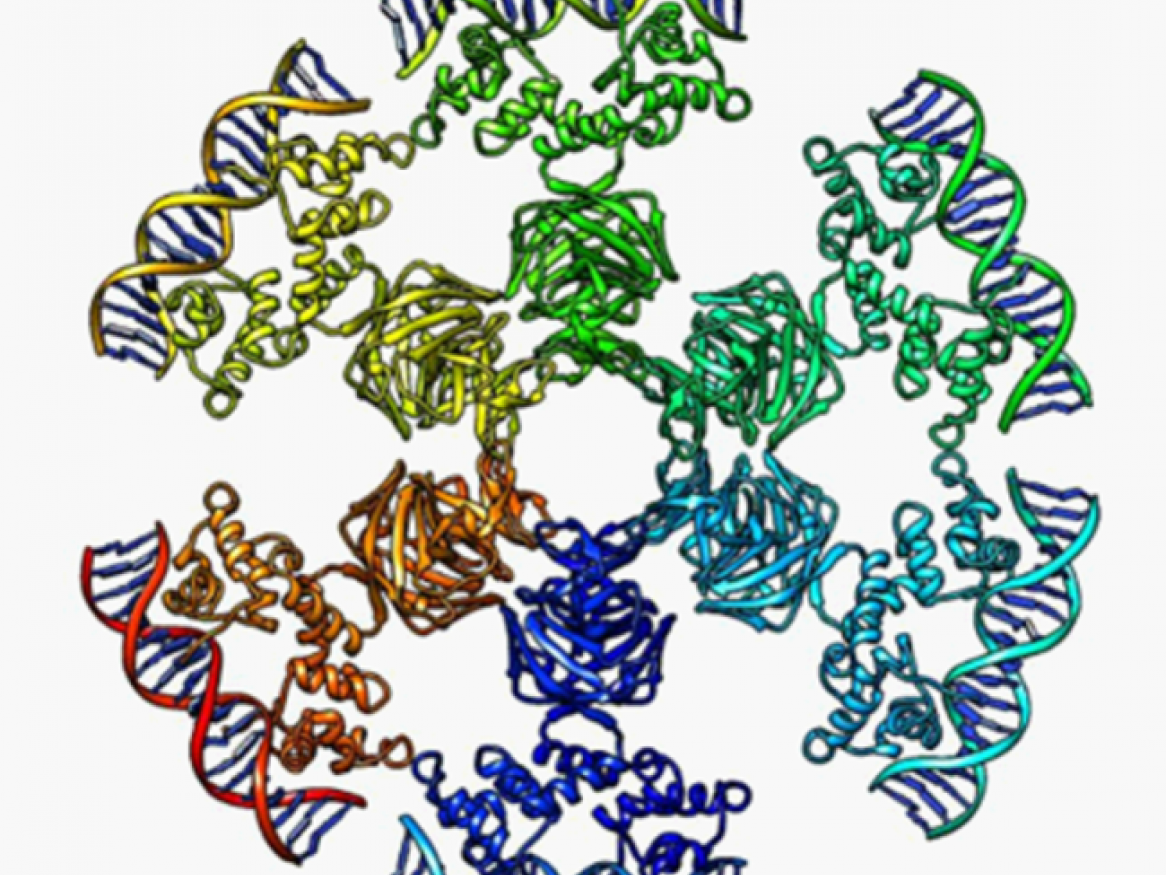 Synthetic phage therapy