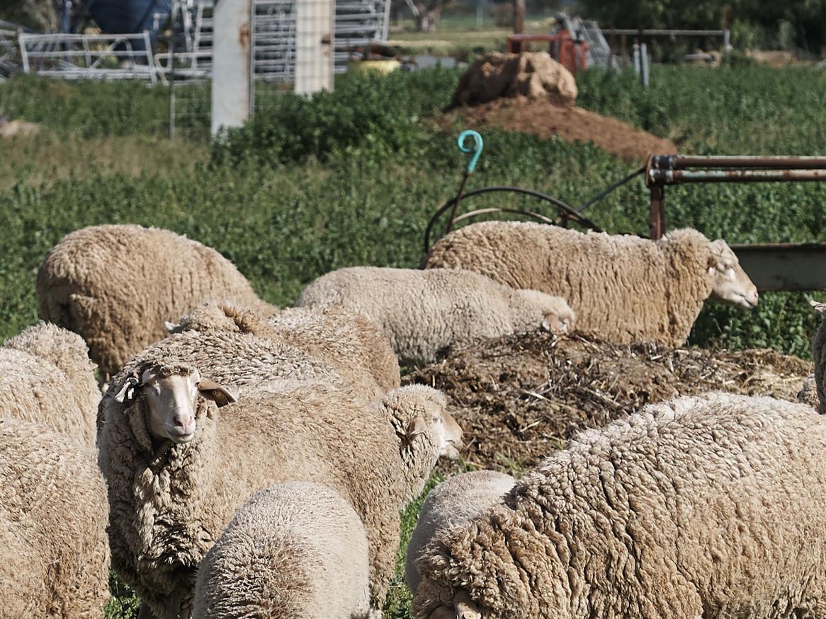 Sheep grazing, Roseworthy