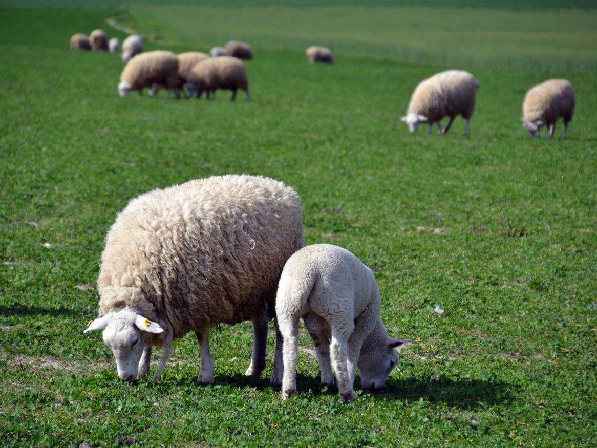 Sheep and lamb
