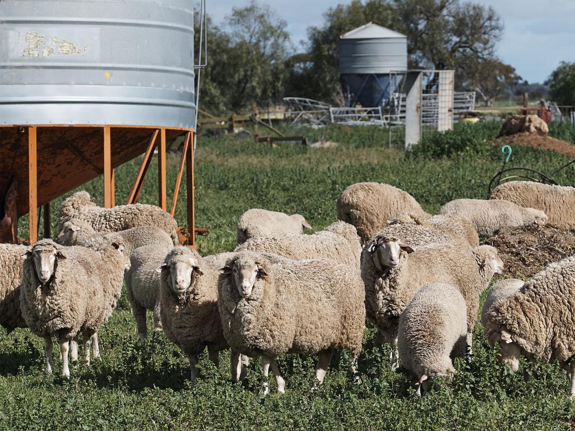 Sheep Roseworthy