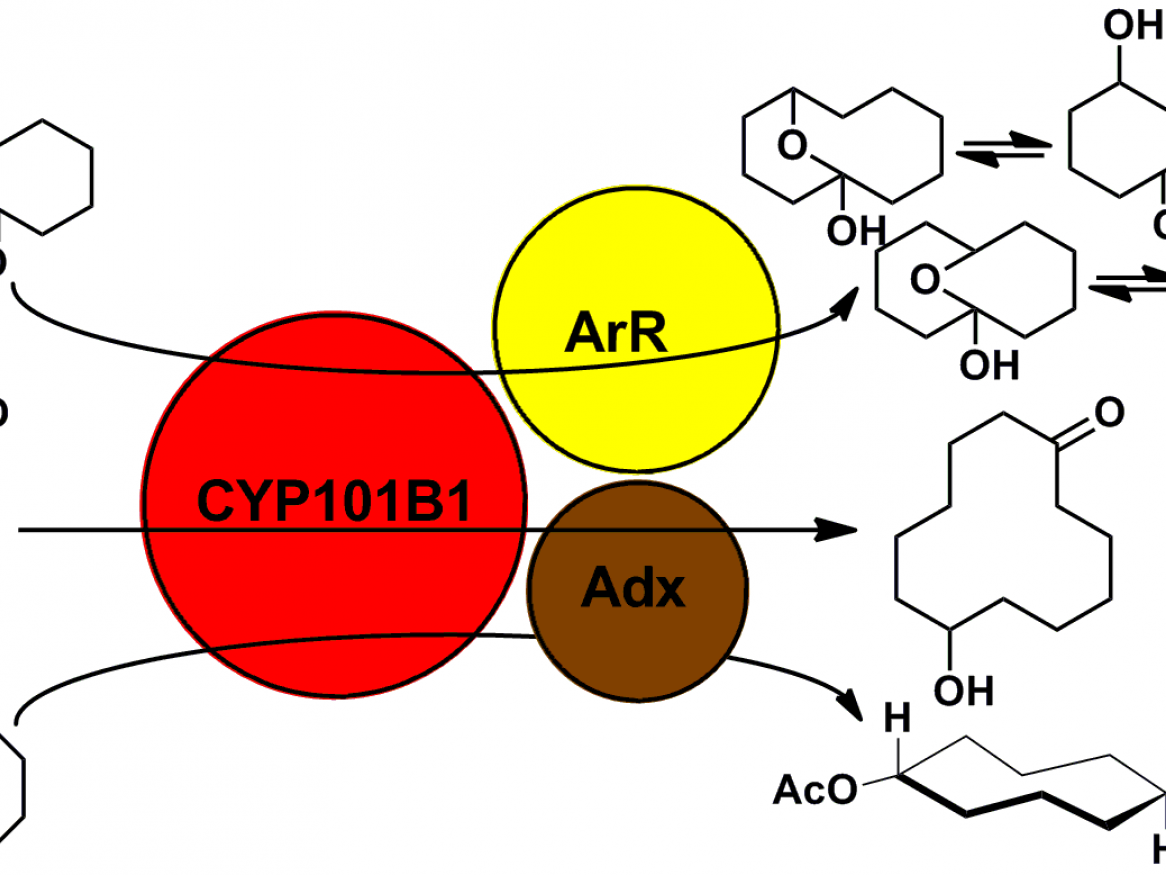 Stephen Bell Biocatalyst 2