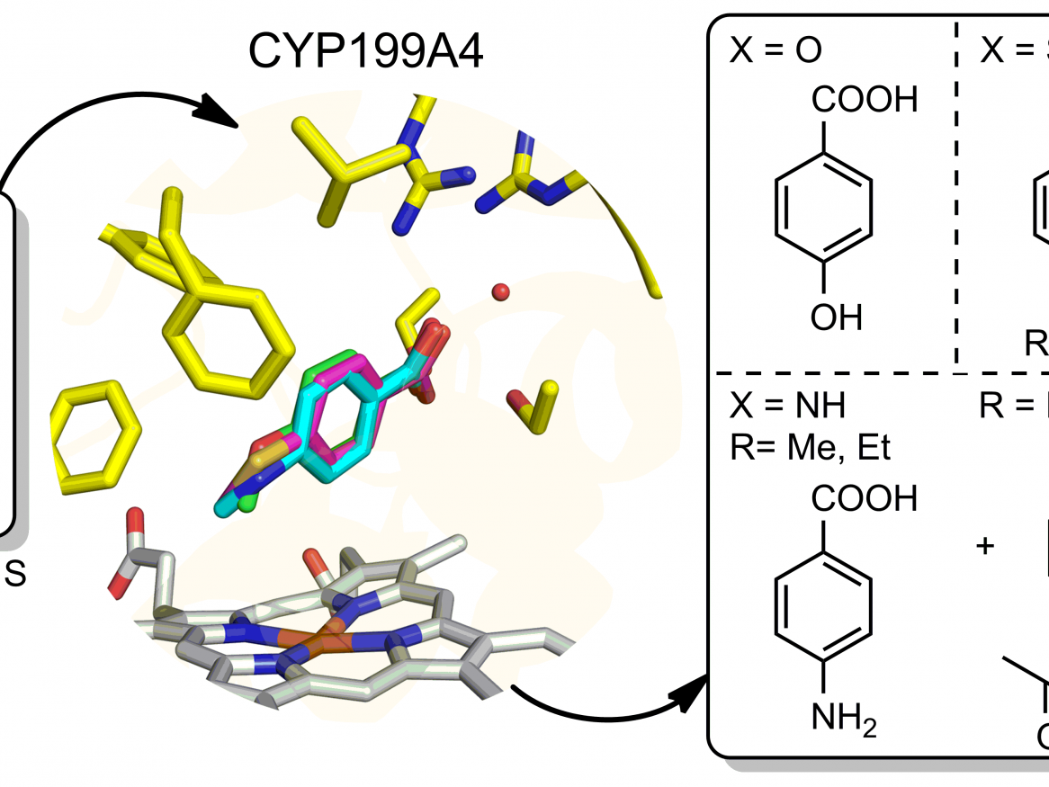 Stephen Bell - Mechanism of enzyme catalysed reactions of importance in drug metabolism