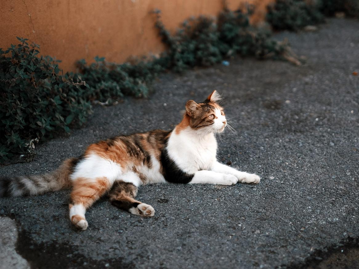 Street cat