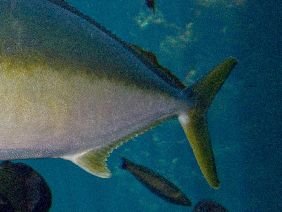 Yellowtail Kingfish - Brian Gratwicke (CC BY 2.0) 