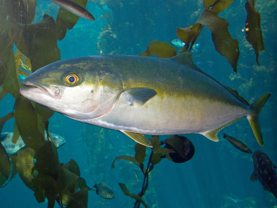 Yellowtail Kingfish - Brian Gratwicke (CC BY 2.0) 