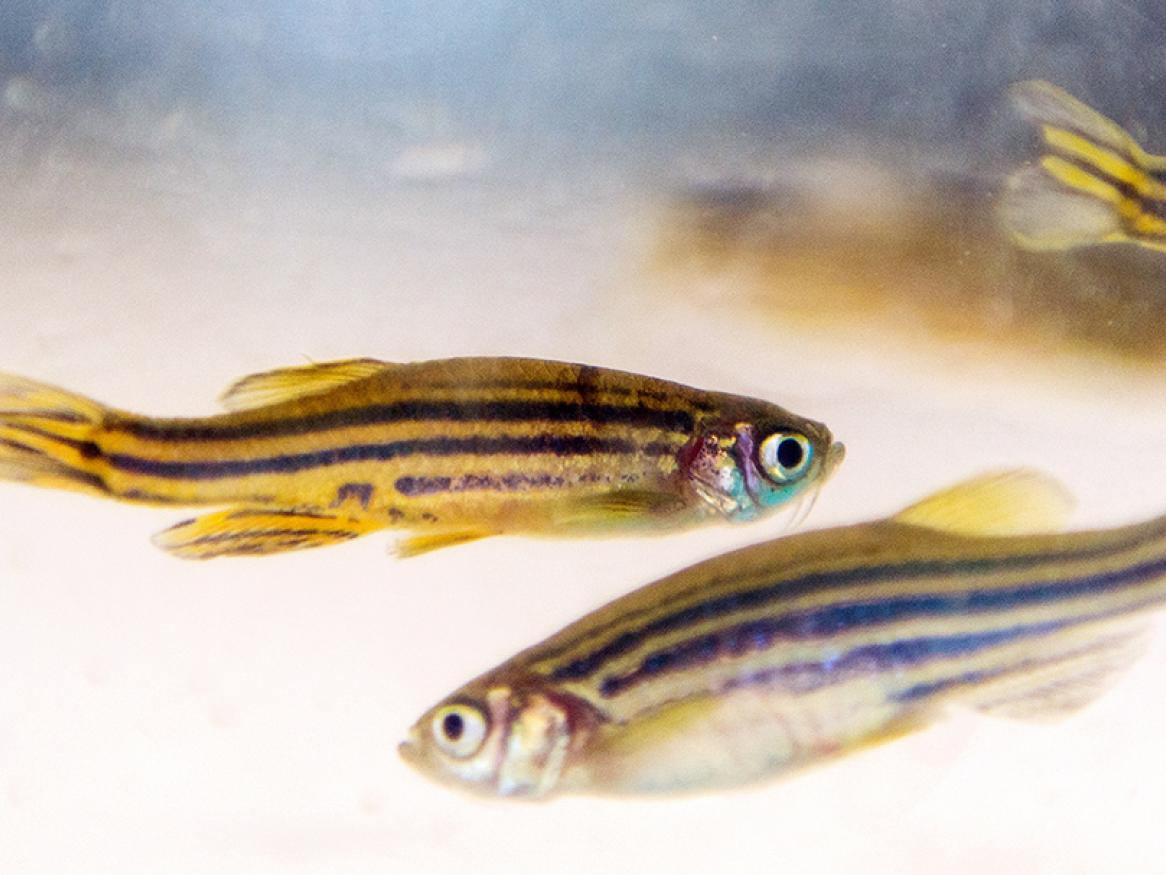 Zebrafish