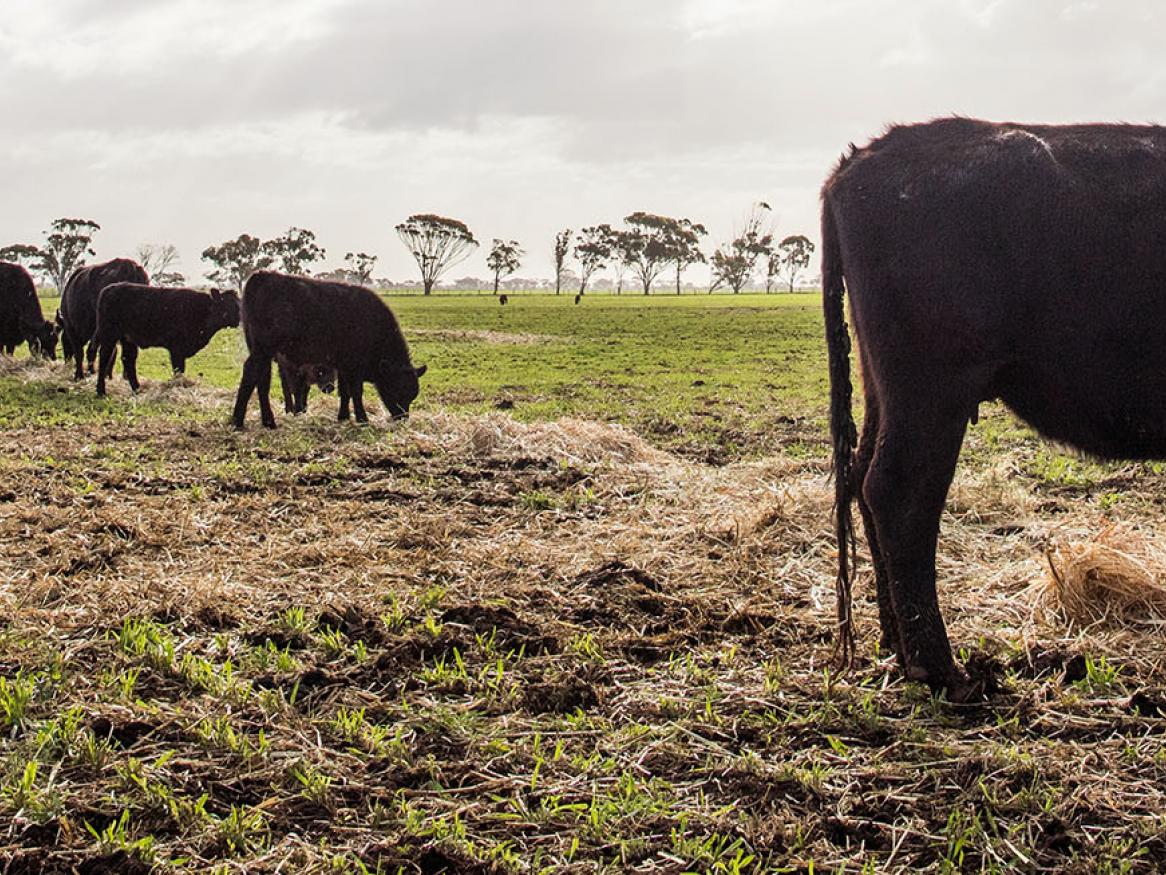 Cattle banner