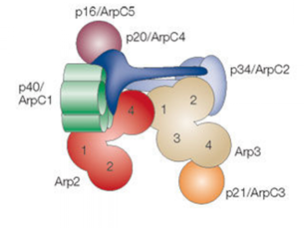 The Arp2/3 complex is one of the major protein complexes in actin polymerisation and cellular motility. 