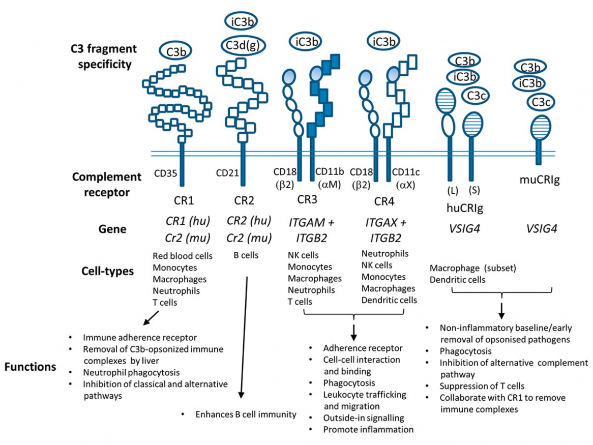 Characteristics, function and expression of complement receptors