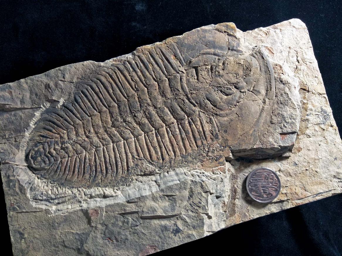 A fossil of the giant new trilobite species Redlichia rex