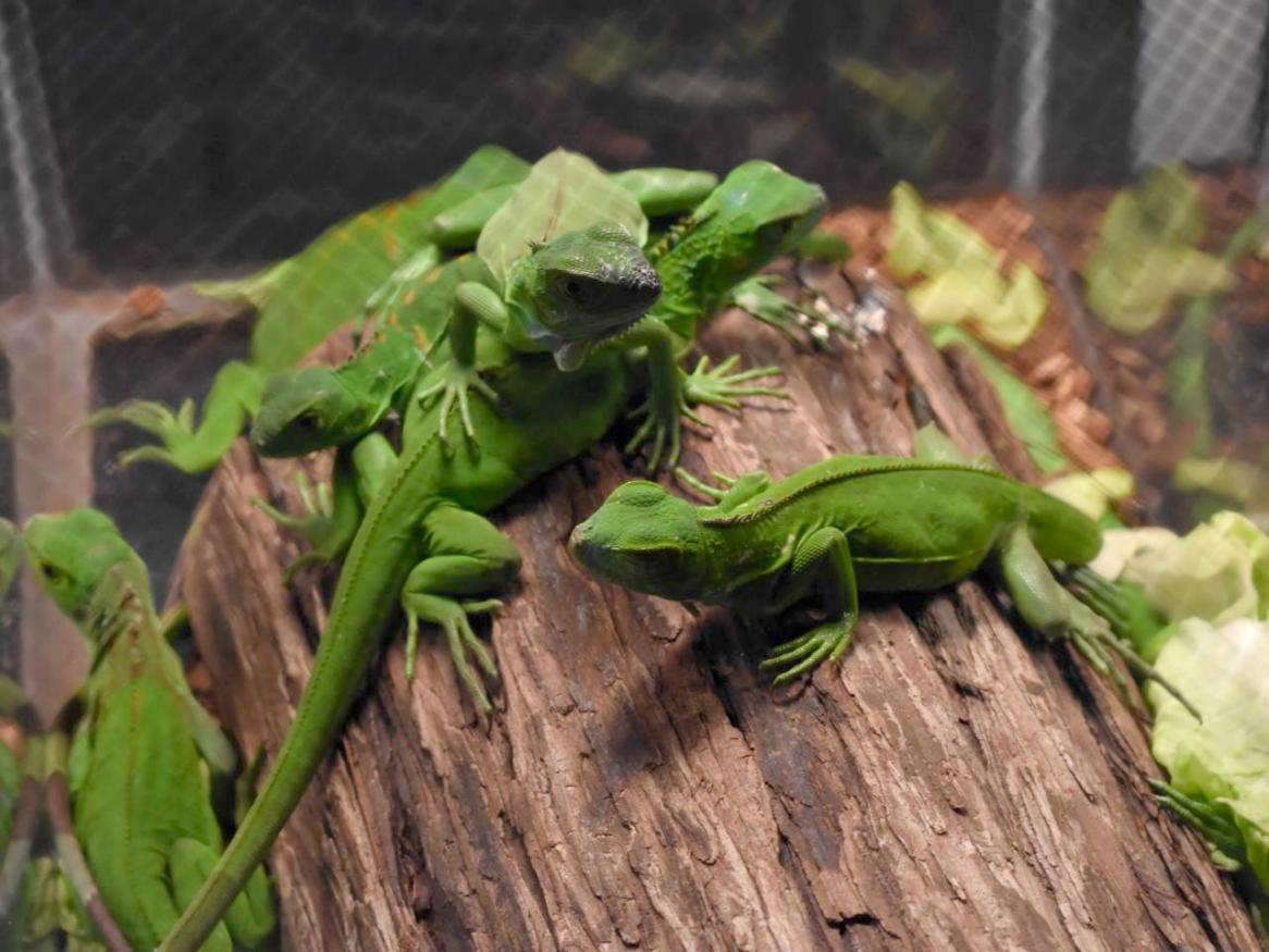 Exotic pets like these, on display at the 2018 Repticon in West Palm Beach, can escape and form invasive communities. Photo courtesy of Adam Toomes