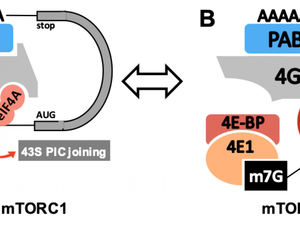 Active mTORC1 phosphorylates 4E-BP, preventing 4E1 binding. (B) mTORC1 inhibition leads to 4E-BP hypophosphorylation; 4E-BP now binds 4E1 and blocks eIF4F