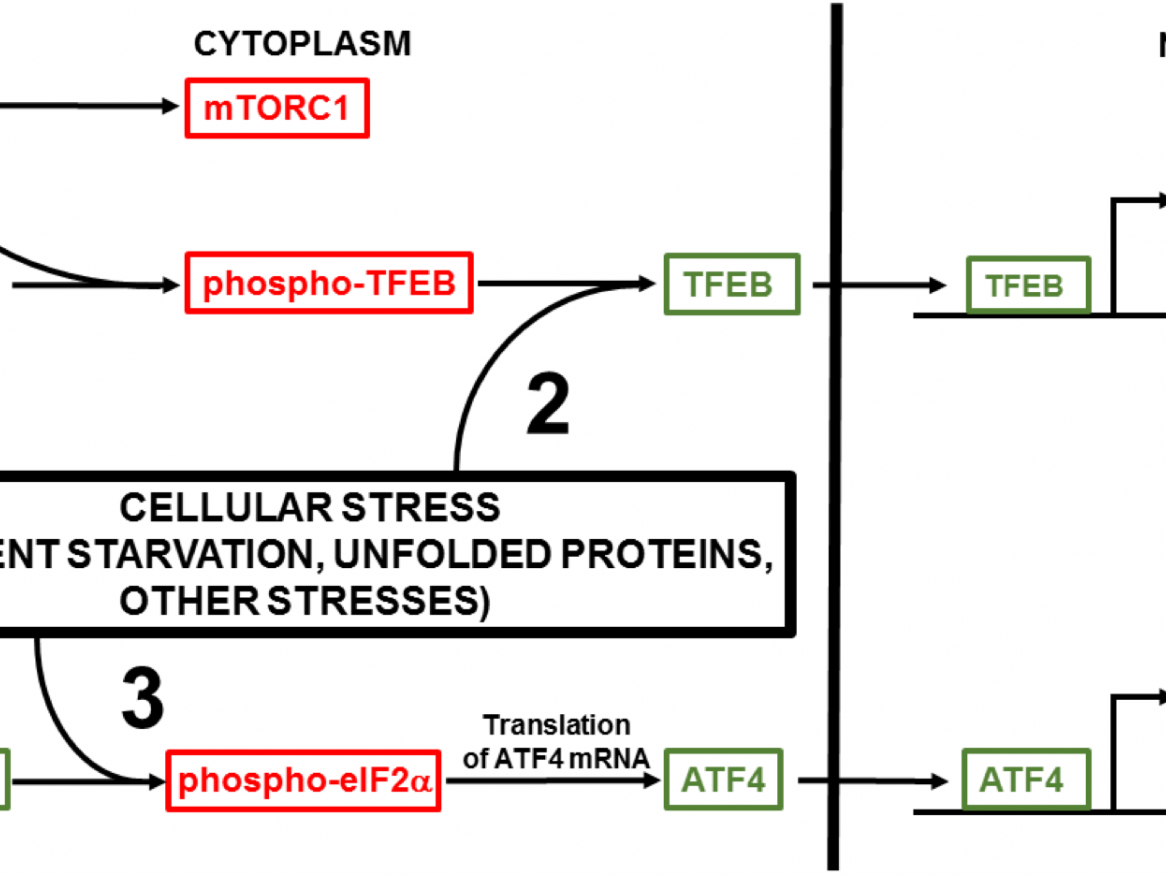 Cellular stress-induced transactivation of autophagy and lysosomal genes. In normal conditions, transcription factor EB (TFEB) is kept in the cytoplasm in an inactive form. 