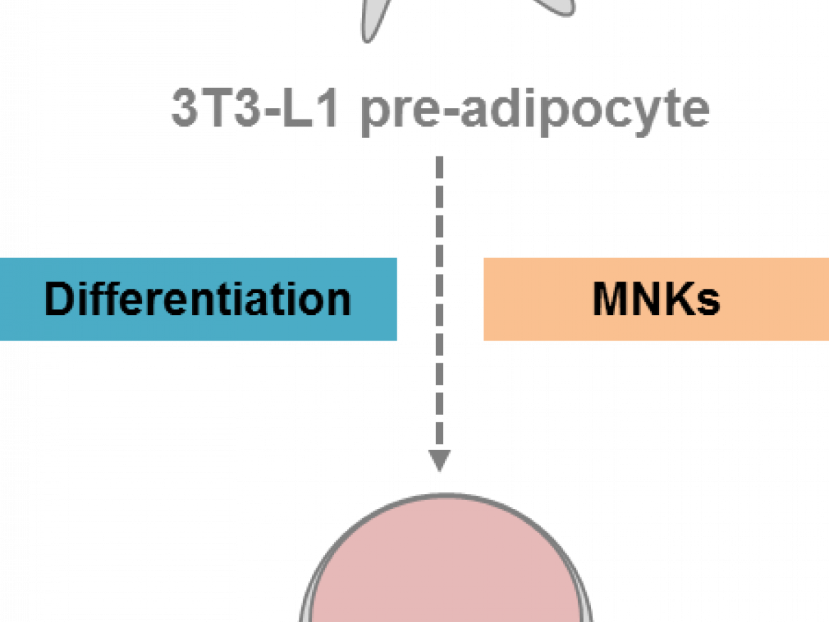 MNKs play a key role in promoting adipocyte differentiation and this will be explored using the 3T3-L1 system
