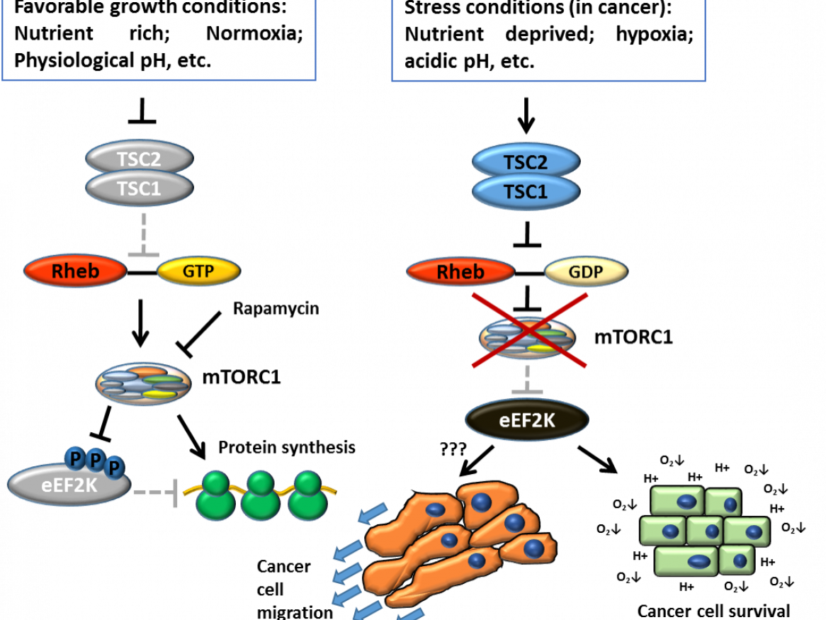 Cancer cells survive and gain the ability to spread under microenvironmental stress conditions through the inhibition of mTORC1 and subsequent activation of eEF2K